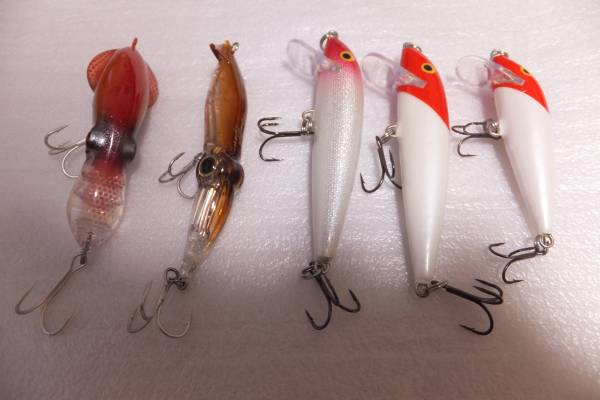 新作登場，本物保証 ホタルイカ パターンセット