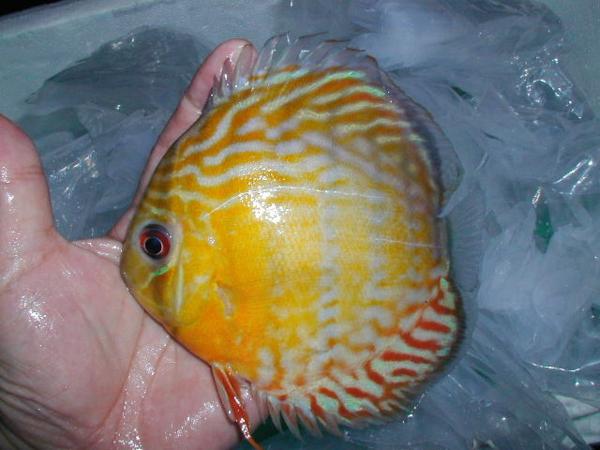 【新着原種】ロイヤルブルー・アノリ(興味深い！)Ｃ