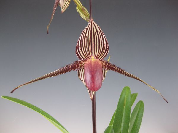 洋蘭 1021 Paph. rothschildianum x sib. 花着 花、園芸 ラン 【公式通販】