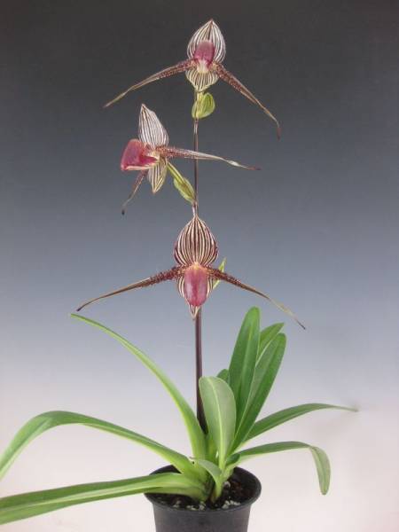 洋蘭 1021 Paph. rothschildianum x sib. 花着 花、園芸 ラン 【公式通販】
