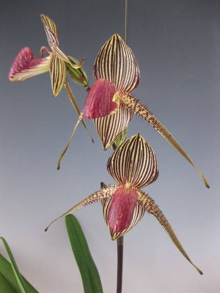 洋蘭 1046 Paph. rothschildianum x sib.　花着