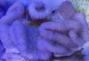 美美☆★ハタゴイソギンチャク★☆+おまけ★国産