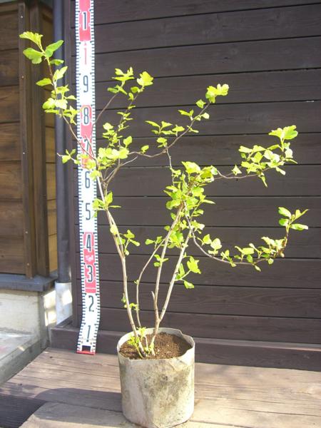 【送料無料】　オウゴンコデマリ　【ルテウス】　　★