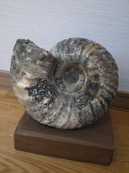 アンモナイト両面*化石特大サイズ6.8kg台付き