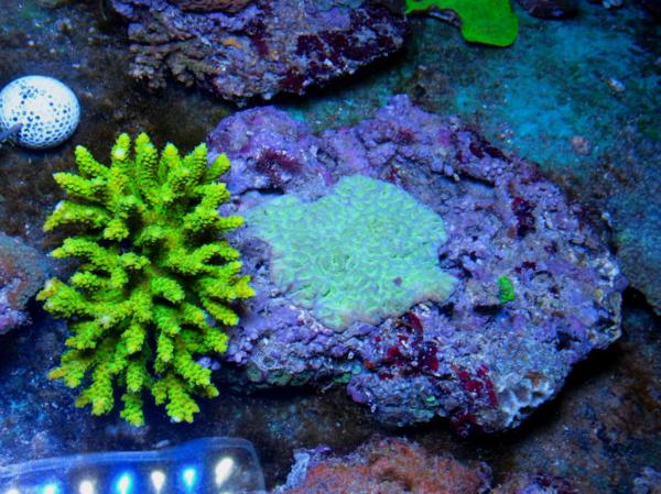 kainazzo サンゴコロニー-4