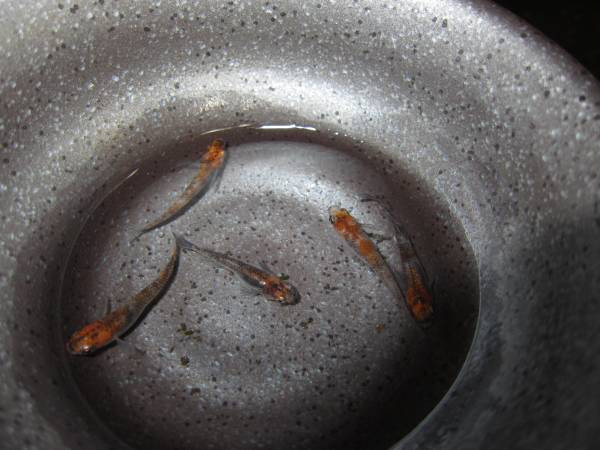 めだか家本舗発　三色透明鱗　5匹　♂3　♀2　梱包料無料