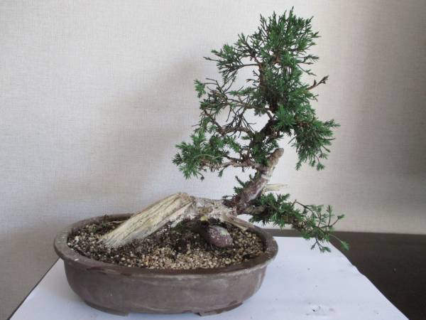 □糸魚川真柏 シンパク□神・舎利 樹高29cm No123-1 盆栽 真柏 樹高
