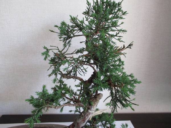 □糸魚川真柏 シンパク□神・舎利 樹高29cm No123-1 盆栽 真柏 樹高