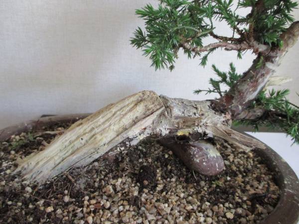 □糸魚川真柏 シンパク□神・舎利 樹高29cm No123-1 盆栽 真柏 樹高