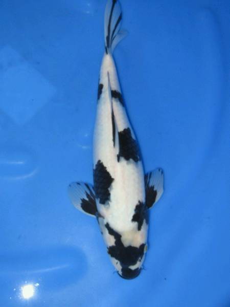 ☆上物二歳祭 面迫産 白写り ３８センチ 雌☆