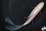 【伊達めだか 】鉄魚（テツギョ）白１匹（希少個体）