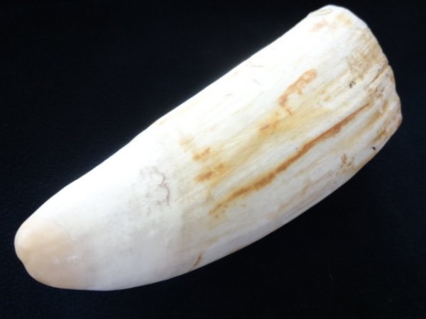 50%OFFセール ○鯨の歯 抹香鯨/マッコウクジラ 歯/牙 加工素材 250g