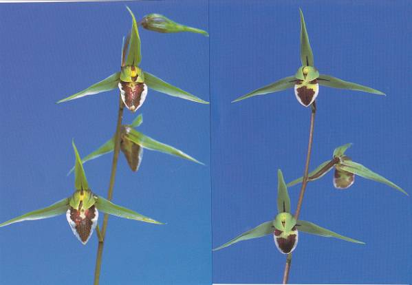 ☆寒蘭☆4-28 ♀黒薩摩×♂貴峰 「未開花」新木