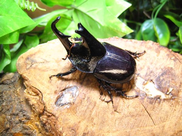 成虫　オオツノメンガタカブト　♂37ミリ♀40ミリ・カリマンタン