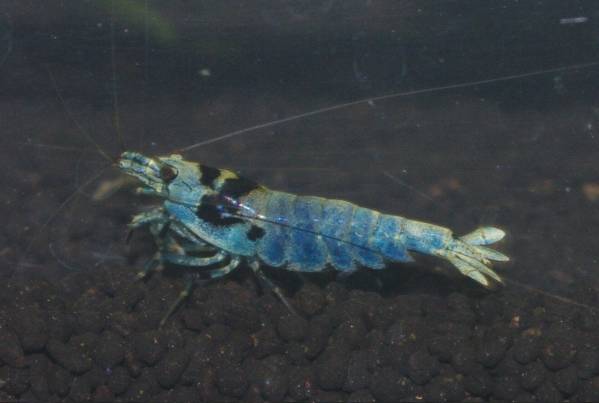 「純血シャドー」モスラ♂１、♀4匹(内抱卵3匹)b