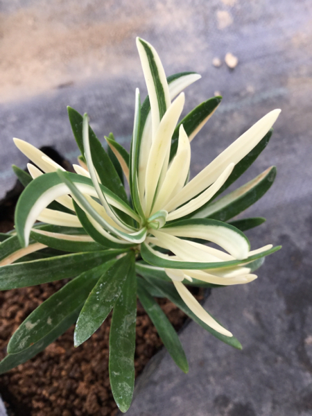 美株 斑入り ラカンマキ 白斑 3