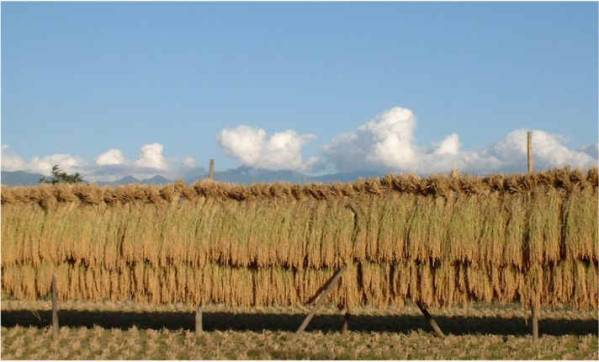 ☆送料無料・自然乾燥・無農薬・有機のみ☆ひのひかり玄米28kg