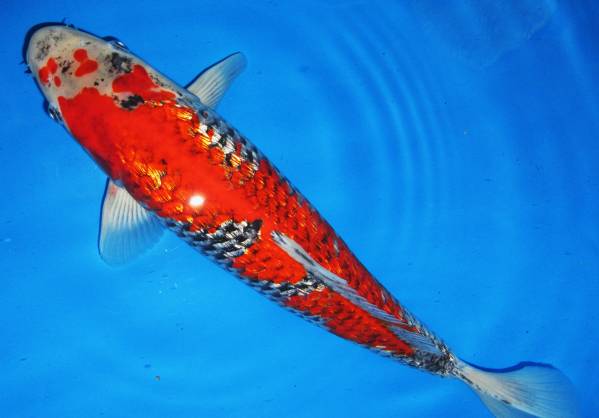 錦鯉夢屋【セール】銀鱗五色(広井産)メス？26年産41cm 特級724-1