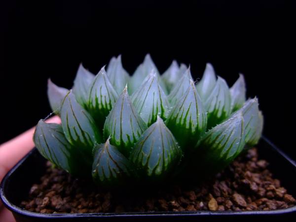 多肉植物　ハオルチア　ゴールドニアナ　スタイネリー