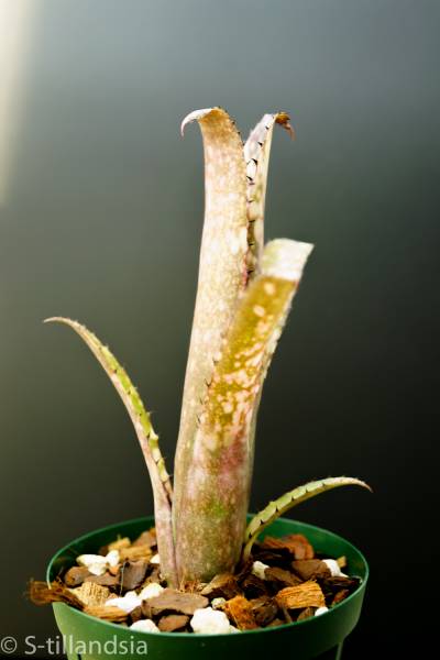 Billbergia Tinkerbell・ビルベルギア ビルベルギア 【公式通販】