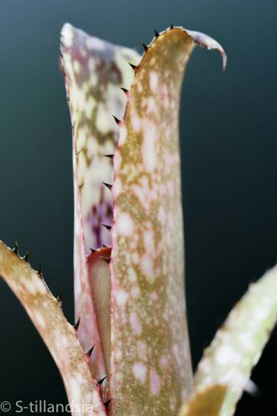 Billbergia Tinkerbell・ビルベルギア ビルベルギア 【公式通販】
