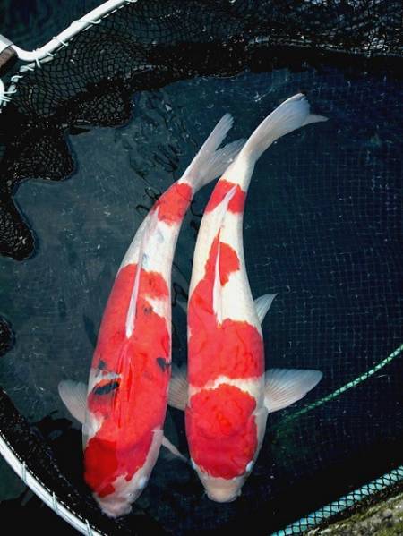 紅白。大正三色、２本セット　６０センチ　　３歳　　阪井産