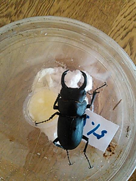 福島県産ヒメオオクワガタ51、5ミリペア