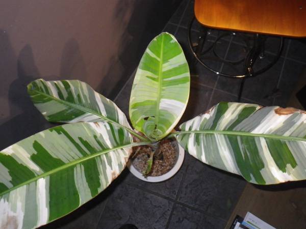 TT 斑入り バナナ　２