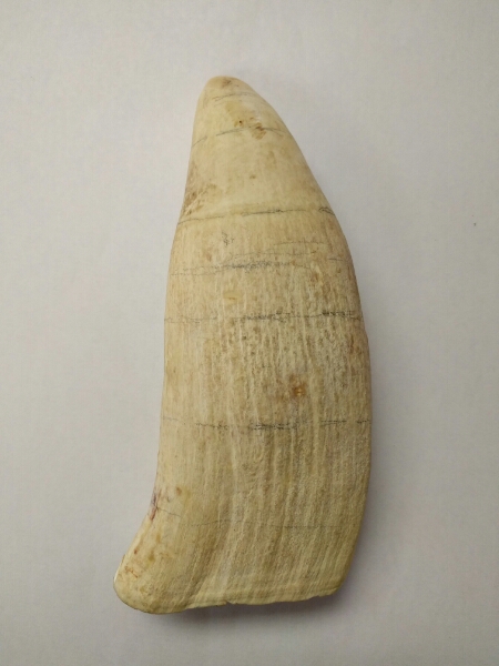 ◯鯨の歯 約435g くじら(T-116) Yahoo!オークション - マッコウクジラ