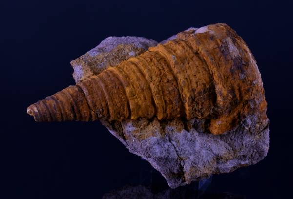 ビカリア　岐阜　日本　国産　化石