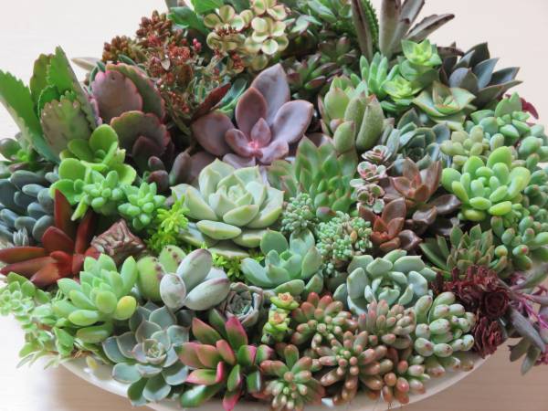 未知の植物 多肉植物 兎シリーズ 7種類 カット苗 楽天市場】多肉 植物