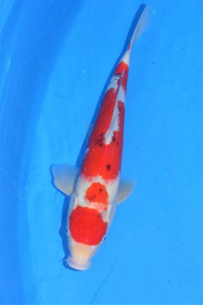 大正三色　新潟県・丸堂養鯉場産　(横浜錦鯉)