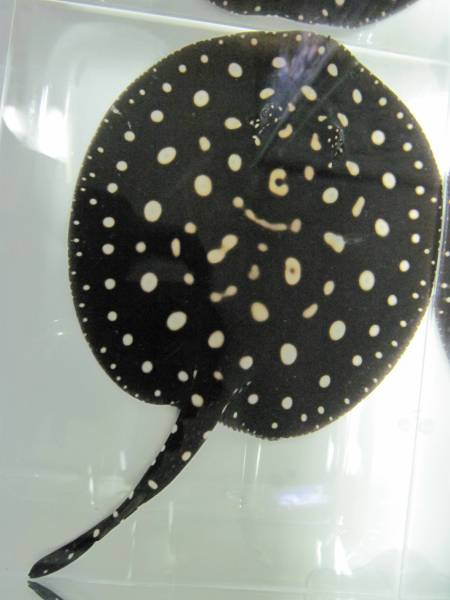 ◆売切り！ダイヤモンドポルカメス♀17㎝～18㎝1000円～◆