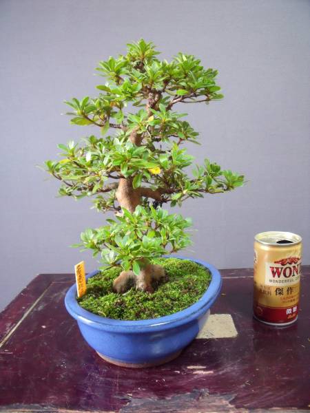 ☆さつき倶楽部☆ 皐月 盆栽 最高級小品 『 若恵比須 』 花、園芸 皐月