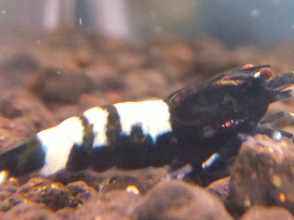 (アゲハ)今回の注目２超メタリックフルパープルナナシー♀極上