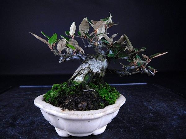 盆栽 樂屋】◇寒グミ小品ミニ盆栽◇ ◇盆栽幸◇寒グミ◇