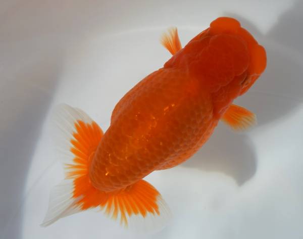 ・依頼出品・某会入賞魚・東前頭六・【当歳・12cm・雄・動画】2