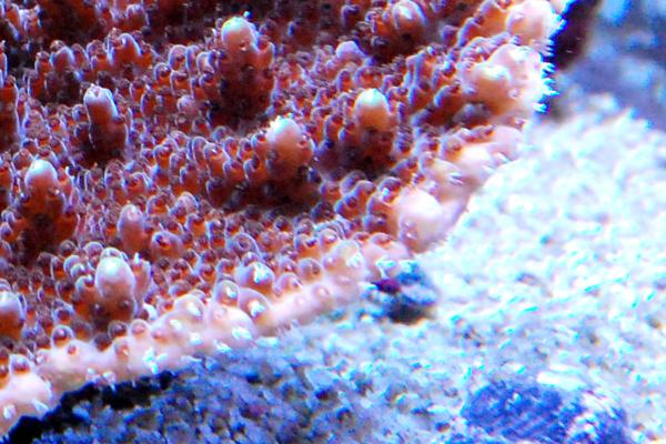 【1円スタートサンゴ】☆エンタクミドリイシチャコールブラウン