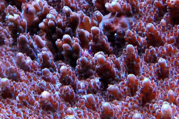 【1円スタートサンゴ】☆エンタクミドリイシチャコールブラウン