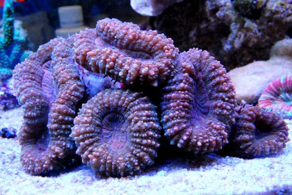 熱帯魚 | archive.upf.org