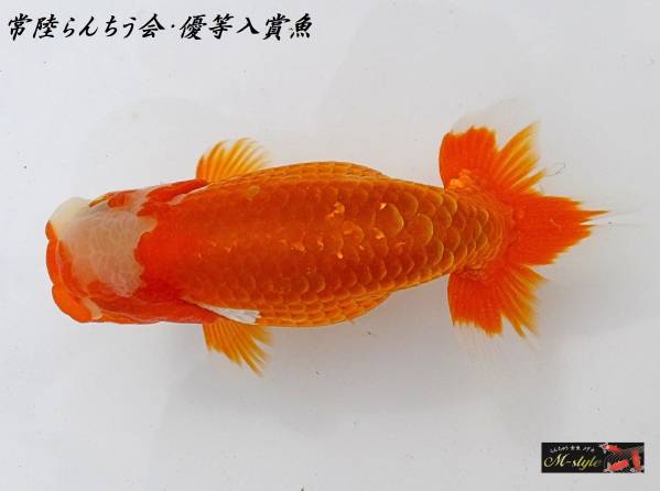 ◆ 本年度・常陸らんちゅう会・優等入賞魚・当歳 ◆ 13cm雄 ◆