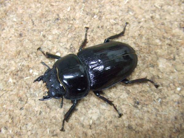 53ミリ 能勢YG血統 オオクワガタ成虫メスのみ 693