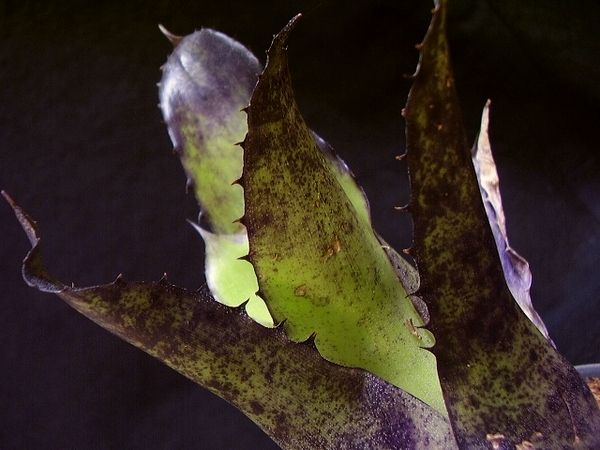 #17 Hohenbergia ホヘンベルギア レオポルド ホルスティX sp.357