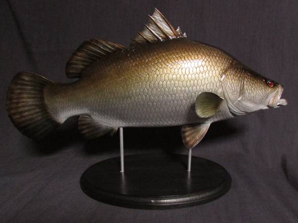 ○ハンドメイド 50cmアカメ フィギュア 魚模型 レプリカ (生き物