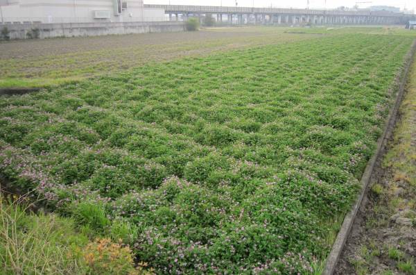 新米ヒノヒカリ・玄米３０㎏　減農薬・肥料・レンゲ・残り１袋