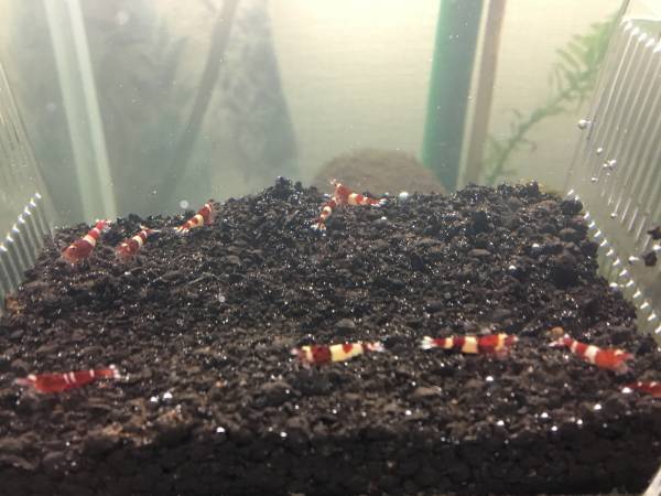 JSS ☆ 色濃い レッドシャドー Mix type 10匹 ☆⑪