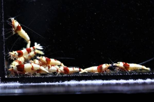 《 肥後乃絵美 》　画像の厳選若個体　１５匹