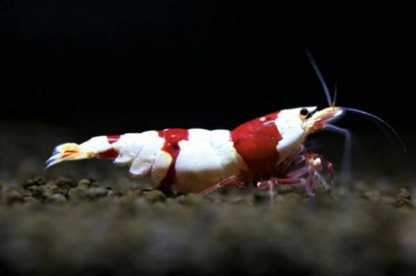 《 肥後乃絵美 》　画像の厳選若個体　１５匹