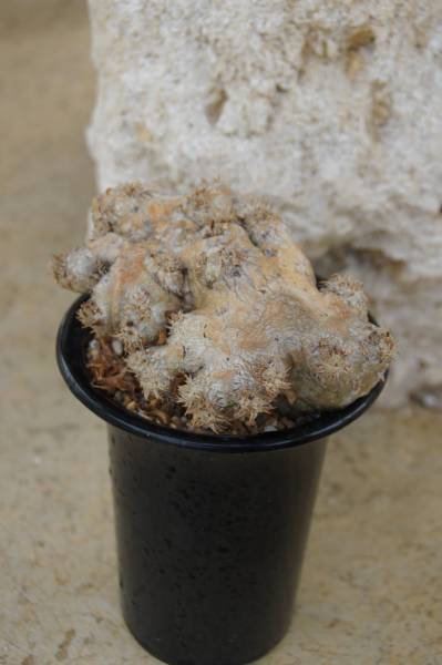 パキポディウム ブレビカウレ 恵比寿笑い No1