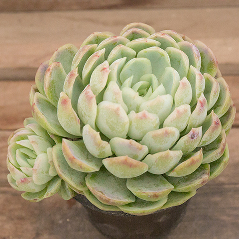 多肉植物　48.エケベリア・クリームベリー